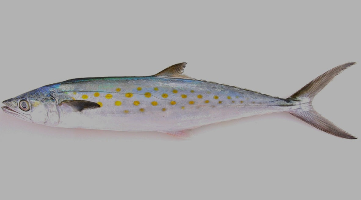 XSmall Unrigged Spanish Mackerel (Macarela) 1 pack