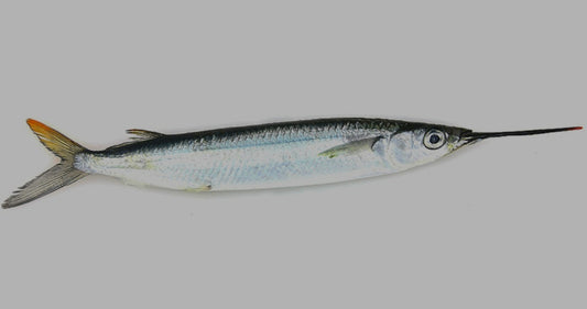 Small Ballyhoo (Pack 12 unid.)
