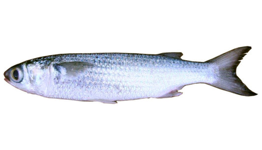 Silver Mullet (Lisa) 3 Pack