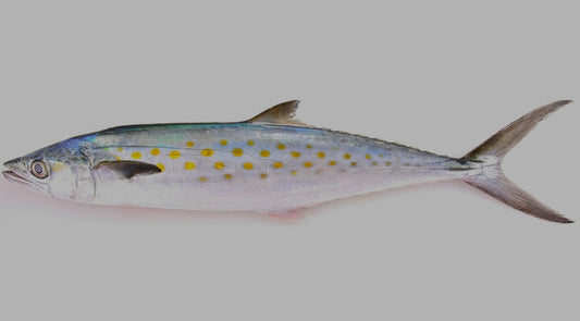 XSmall Unrigged Spanish Mackerel (Macarela) 1 pack